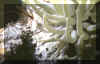 Anemone and arrowhead crab.JPG (98638 bytes)