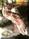 Sea Horse3.JPG (59324 bytes)