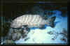 Tiger Grouper 2.JPG (652240 bytes)