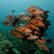 Humpback snappers